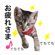 kote koha