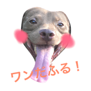 Pit Bull ROI