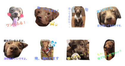 Pit Bull ROI