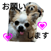 Chihuahua Sora andMei stamp2