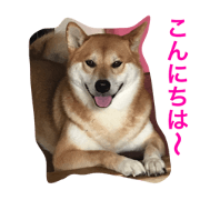 shiba Inu fuku-chan of the daily sticker