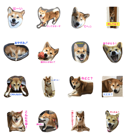 shiba Inu fuku-chan of the daily sticker
