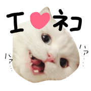 nyankochan!!!