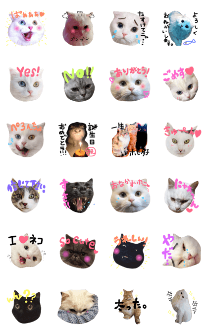 nyankochan!!!