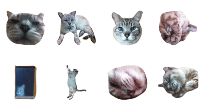 Pcat