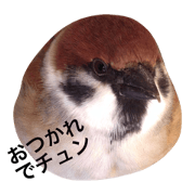 Chiki, The Little Sparrow