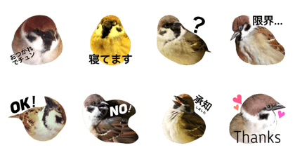 Chiki, The Little Sparrow