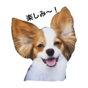 Playful a dog