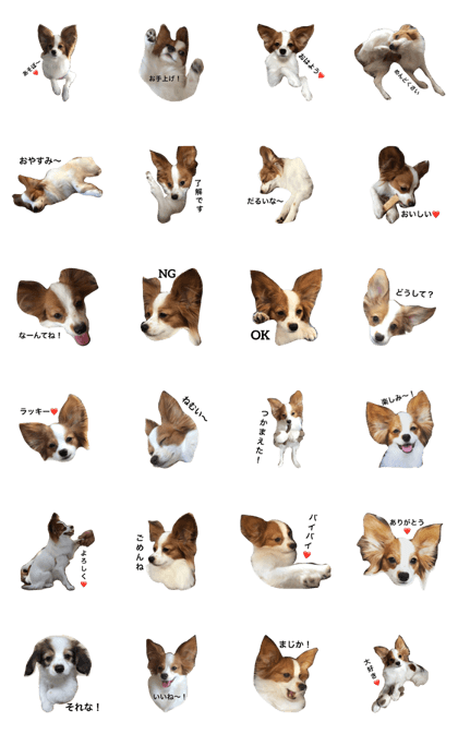 Playful a dog