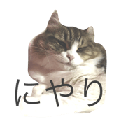 reitancat