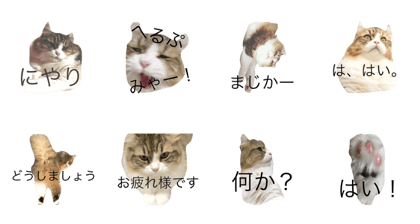 reitancat