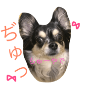 dog chuchu