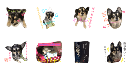 dog chuchu