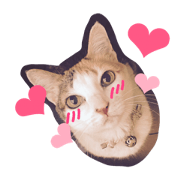 pretty cat KIRARA