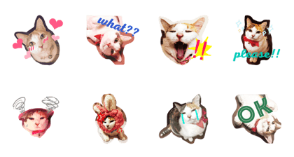 pretty cat KIRARA