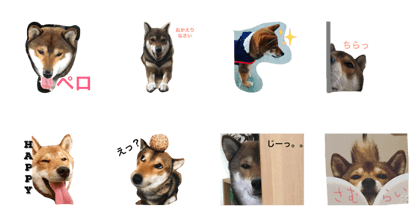 GomashibanoGoma2