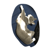 cat sleep tom