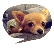 love love dog..