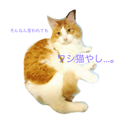 My COOL and CUTE CATS