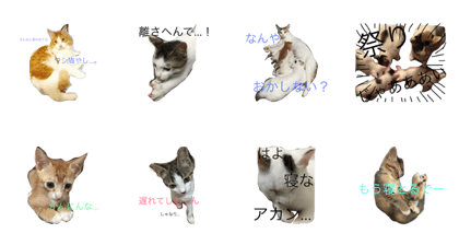 My COOL and CUTE CATS