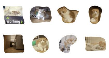 MKneko