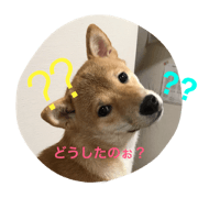 shibaken marupi-