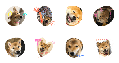shibaken marupi-