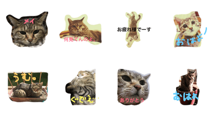 May CAT