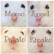 Chubby hamsters k.m.p.a
