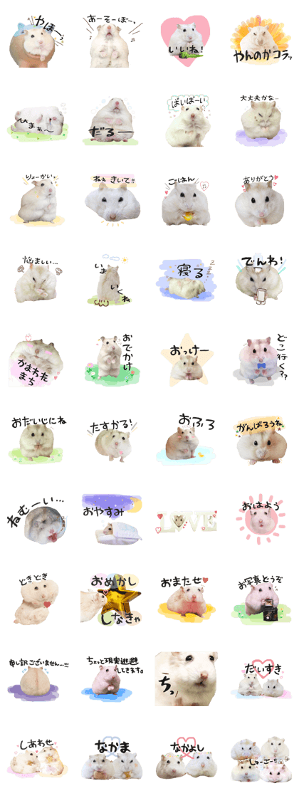 Chubby hamsters k.m.p.a