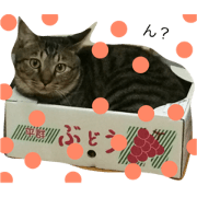 Mugi of our house