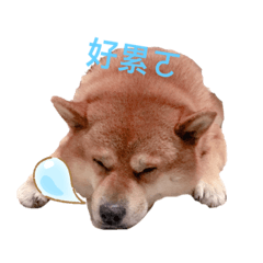 Ruby的日常趴下