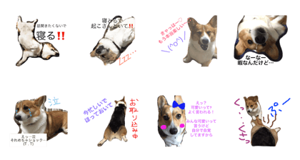 corgi lovely