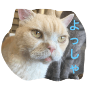 catchmecat stamp!!