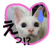 Pretty Cat's