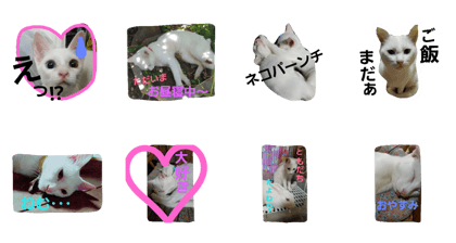 Pretty Cat's
