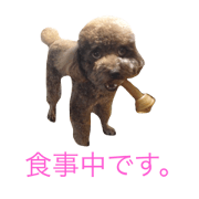 Poodle  Daichan