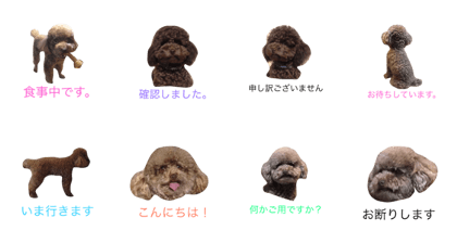 Poodle  Daichan