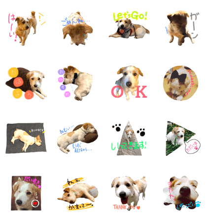 dog's diary