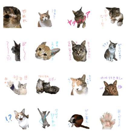 we are cat and cat