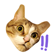Kijishiro CAT 2