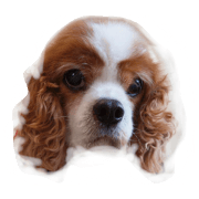 longest life Cavalier brings you a luck!