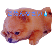 Pomeranian komugi's A day in the life,