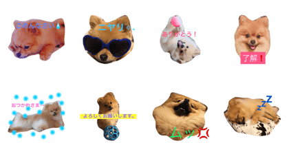 Pomeranian komugi's A day in the life,
