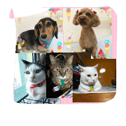 nya-go-dog-cat5