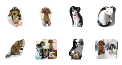 nya-go-dog-cat5