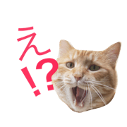 Cats Sticker  Nana & Paco