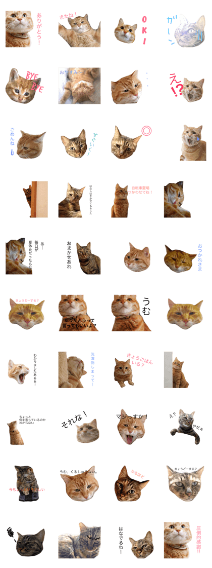 Cats Sticker  Nana & Paco