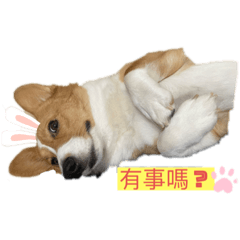 柯基球寶❤️