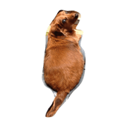 INU NO OMOI